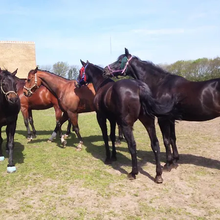 Hoeve Consensus Texel 3* 덴버크